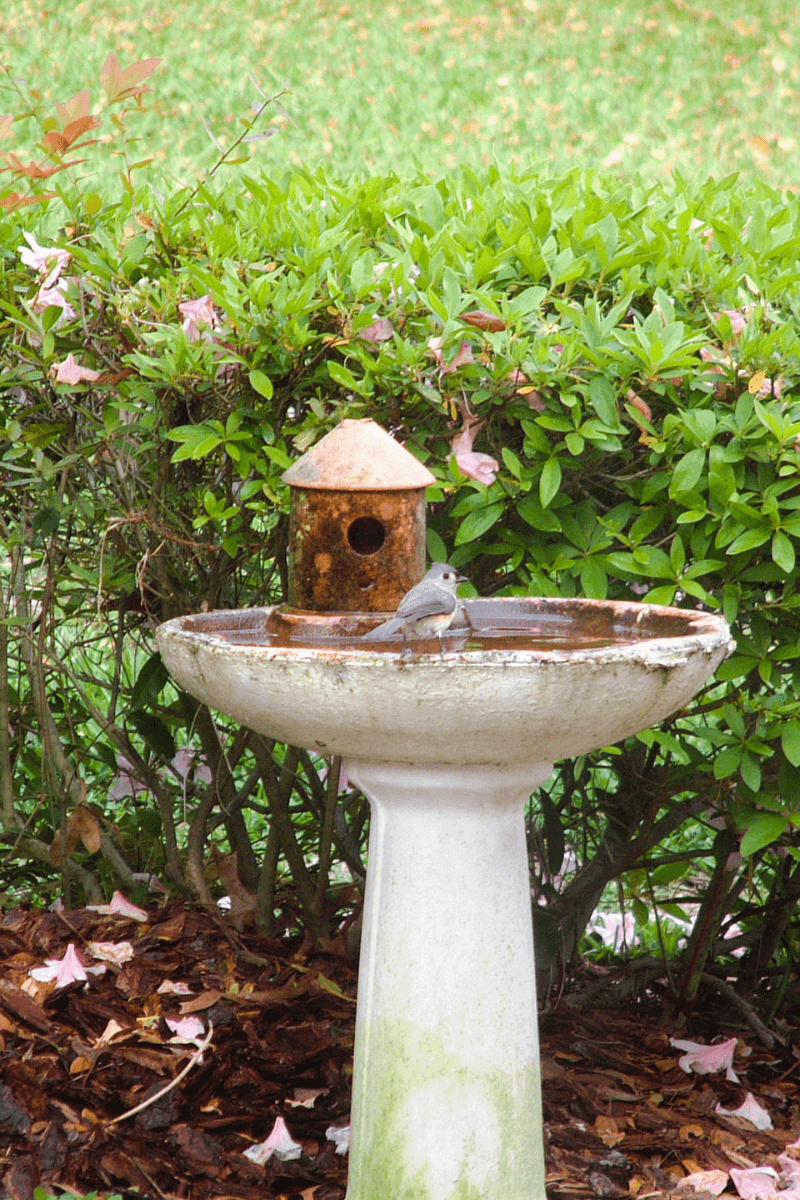 How to Install a Birdbath 5 Best Tips The Stone Studio