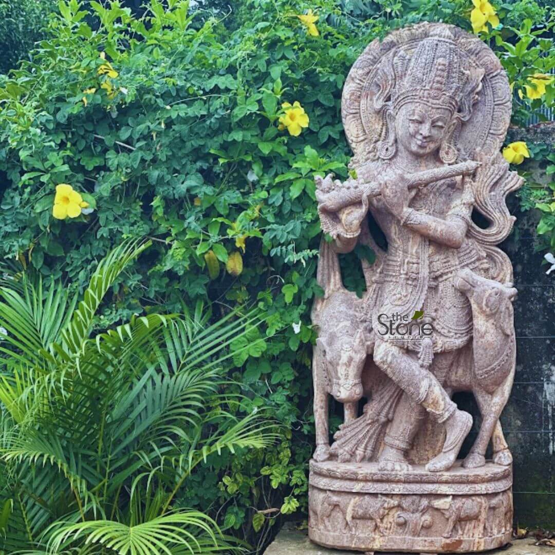 Gopala Krishna statue 5ft 3 magnificent, meticulously hand-carved stone sculpture depicting the Hindu deity Lord Krishna, revered as the divine cowherd, stands prominently in a lush, vibrant garden setting. Krishna is shown in the iconic tribhanga (triple bend) pose, his left leg gracefully crossed over his right, as he holds a bansuri (flute) to his lips, seemingly lost in melodious play. He is adorned with an elaborate, multi-tiered crown, intricately detailed necklaces, armlets, anklets, and a finely sculpted flowing dhoti, all rendered with exceptional precision in the stone. A richly carved circular halo, suggestive of a radiant sun or divine chakra, frames his serene and youthful face. Flanking Krishna are two gentle cows or calves, intricately rendered and positioned as if attentively listening to his music, their heads tilted slightly upwards towards him. The entire ensemble rests on a multi-layered circular pedestal, whose lower band features a detailed frieze depicting more cows and pastoral scenes, emphasizing Krishna's deep connection to nature and cattle. The statue itself is carved from a warm, earthy-toned stone, likely sandstone, exhibiting a beautiful reddish-brown to pinkish-grey hue and a slightly textured finish that highlights its handcrafted nature and age. The sculpture is set against a vibrant, natural backdrop of dense, emerald-green foliage, including a mix of broad-leafed bushes and delicate palm fronds in the lower left foreground. Several bright yellow, trumpet-shaped flowers are scattered throughout the greenery, adding splashes of vivid color and further enhancing the tranquil, garden-like ambiance. The soft, natural lighting illuminates the statue, emphasizing its intricate details and spiritual presence. The overall composition conveys a sense of peace and divine harmony, showcasing exceptional traditional Indian stone carving and craftsmanship, potentially from "The Stone Studio" as suggested by the watermark. This detailed piece would be an impressive feature in a spiritual garden, a temple, or as a focal point for admirers of Hindu art and culture.
