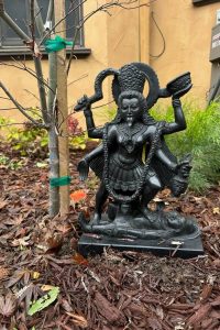 A powerful and intricately carved black Kali Maa statue stands as a spiritual centerpiece in a California garden landscape. The sculpture depicts the Hindu Goddess Kali in her traditional fierce iconography, featuring a protruding tongue, large expressive eyes, and four arms. In her hands, she carries symbolic items: a curved sword (khadga), a bowl (kapala), and a severed head, representing the destruction of ego and ignorance. She is adorned with a detailed crown, ornate jewelry, a garland of severed heads (mundamala), and a skirt made of human arms. The Goddess is posed with one foot placed firmly on the chest of Lord Shiva, who lies calmly prostrate beneath her on a solid black base. The statue is situated outdoors on a bed of brown mulch and fallen leaves, positioned next to a young sapling supported by green garden ties. The background features a beige stucco wall and lush green bushes, typical of a residential outdoor space, highlighting how traditional Indian spiritual art is integrated into modern California home environments.