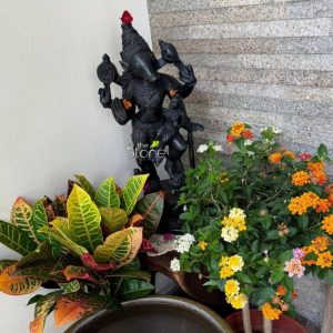 An exquisitely hand-carved black stone Lord Varaha statue serves as a majestic spiritual centerpiece in a modern residential setting in Singapore. The sculpture depicts the third avatar of Lord Vishnu, the boar-headed deity, in a traditional standing pose. Lord Varaha is shown with four arms, holding the sacred Sudarshana Chakra (discus) and Panchajanya Shankha (conch), while gracefully carrying Goddess Bhudevi (Earth) on his lap, symbolizing divine protection and the restoration of cosmic order. The idol is artfully placed within a lush balcony or garden space, flanked by vibrant greenery including a yellow-veined Croton plant and a blossoming Lantana bush with bright orange, yellow, and white flowers. A small red blossom is placed devotionally atop the deity's tiered crown, which features intricate filigree-style carvings. The statue’s deep charcoal finish and detailed craftsmanship stand out against the backdrop of a textured grey stone wall and a clean white interior corner. This setting beautifully illustrates how traditional black stone spiritual art can be integrated into contemporary Singaporean home decor, creating a serene and auspicious sanctuary for meditation and daily prayer.