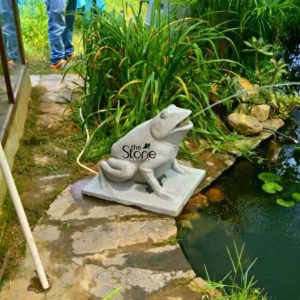 A charming stone frog statue, likely crafted from light-colored concrete or a similar material serves as a decorative water feature beside a small pond or water body indicative of stone statues found in places like Almora Uttarakhand. The frog is realistically sculpted with distinct eyes, wide open mouth and textured skin poised as if ready to leap. It sits on a square base from which a thin stream of water gracefully arches from its mouth into the dark water of the pond creating a soothing fountain effect. The setting around the stone frog statue is natural and verdant. The pond's edge is lined with rocks and green lily pads float on the water's surface reflecting the lush environment. Tall vibrant green foliage and grasses grow abundantly behind the statue adding to the tranquil garden aesthetic. The statue's light color contrasts gently with the dark water and rich greenery making it a noticeable yet harmonious addition to the landscape. A visible white hose connects to the statue providing the water for the fountain. In the background hints of human presence are visible with a person's legs and feet suggesting activity around the garden or installation. The overall scene evokes a sense of peace and natural beauty common in the picturesque regions of Uttarakhand. This stone frog statue functioning as both art and a water feature makes a compelling subject for an article exploring various stone statues and their use in garden decor within areas like Almora.