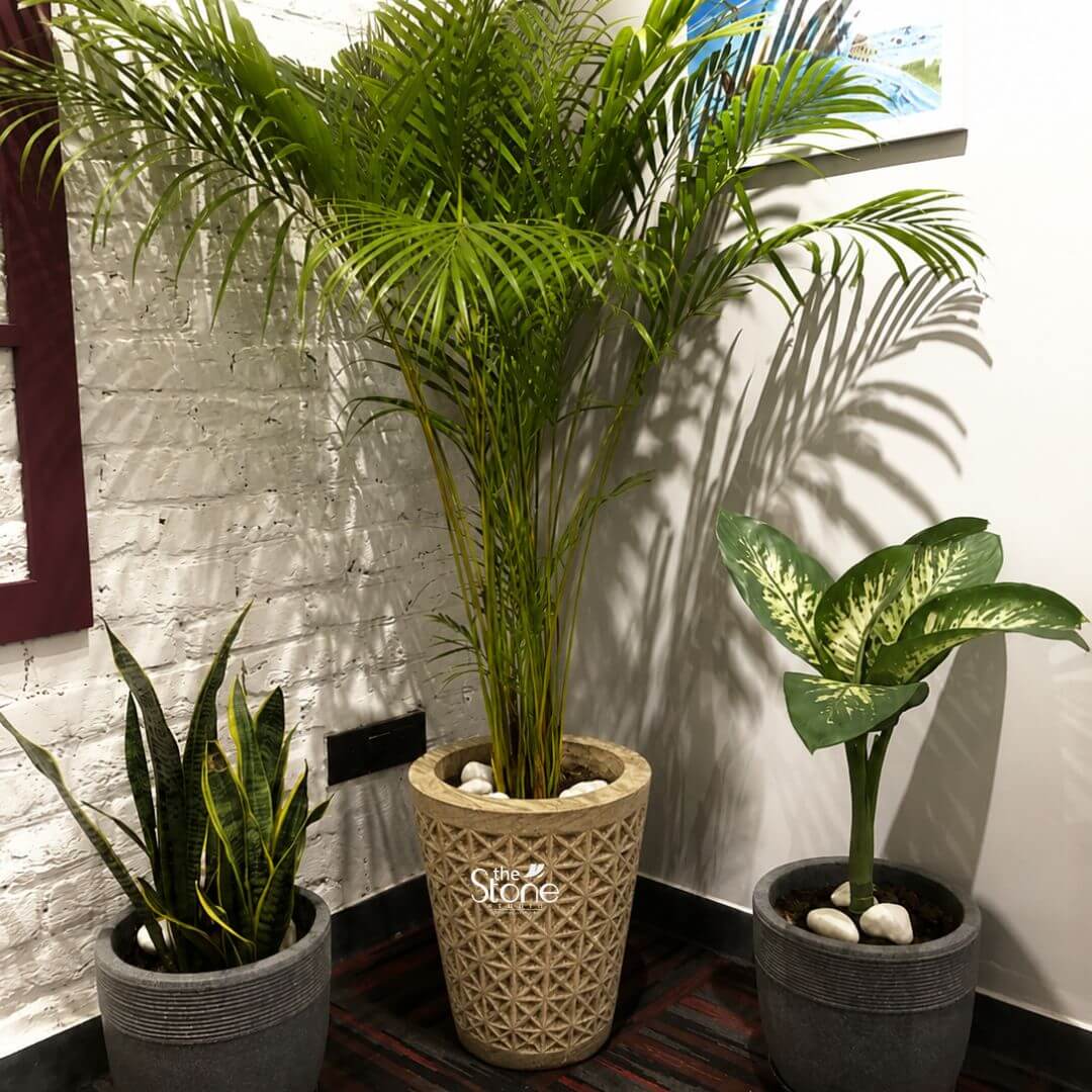 Natural Sandstone Planter Pot 2ft 3 A full-view photograph of a beautifully designed decorative stone planter pot standing prominently at 2 feet tall positioned indoors within a room corner against a rustic white painted brick wall and a smooth light gray wall. The central focus is the large tapered cylindrical planter expertly carved from natural warm-toned sandstone. Its surface is adorned with a deeply incised intricate lattice pattern of repeating geometric diamond shapes showcasing masterful stone craftsmanship that adds significant texture and visual interest. The planter is filled with white river stones at the top surrounding the base of a large vibrant parlor palm with lush feathery green fronds that spread out widely. This substantial stone planter pot sits on a dark red and black striped carpet flanked by two other potted plants in smaller simpler dark gray fluted cylindrical planters. To the left is a Sansevieria with upright variegated leaves and to the right is a Dieffenbachia with large patterned green and cream leaves also topped with white river stones. The entire arrangement creates a cozy and sophisticated indoor plant display. Natural light from the right casts dramatic defined shadows of the palm fronds onto the gray wall enhancing the depth and texture of the scene and emphasizing the scale of the large stone planter. This 2-foot stone planter pot is an ideal choice for bringing elegant natural stone elements into any garden or indoor space. The durable sandstone construction and elaborate geometric carving make it a versatile and stylish piece perfect for housing large houseplants or becoming a striking focal point on a patio or garden path. The image clearly conveys the scale, texture and intricate design of the planter highlighting its suitability for anyone looking to elevate their decor with a decorative stone element.